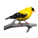 Logo of Bird Calls And Ringtones android Application 